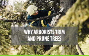 main in tree with chainsaw in NM