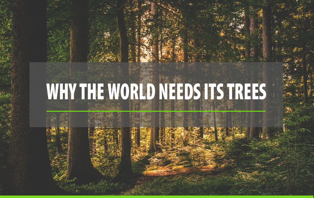 Why the World Needs Its Trees
