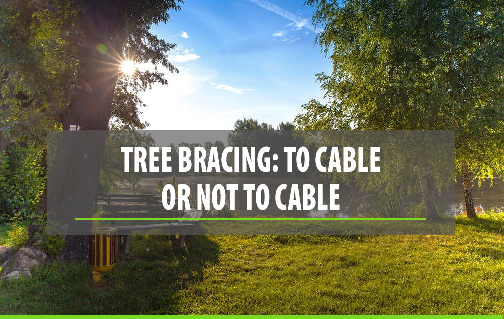 Tree Bracing To Cable or Not to Cable