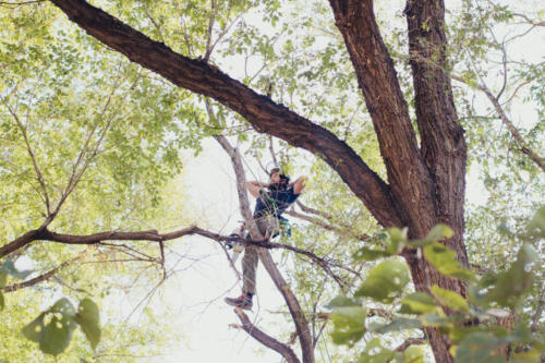 arborist relaxing in tree after cutting it
