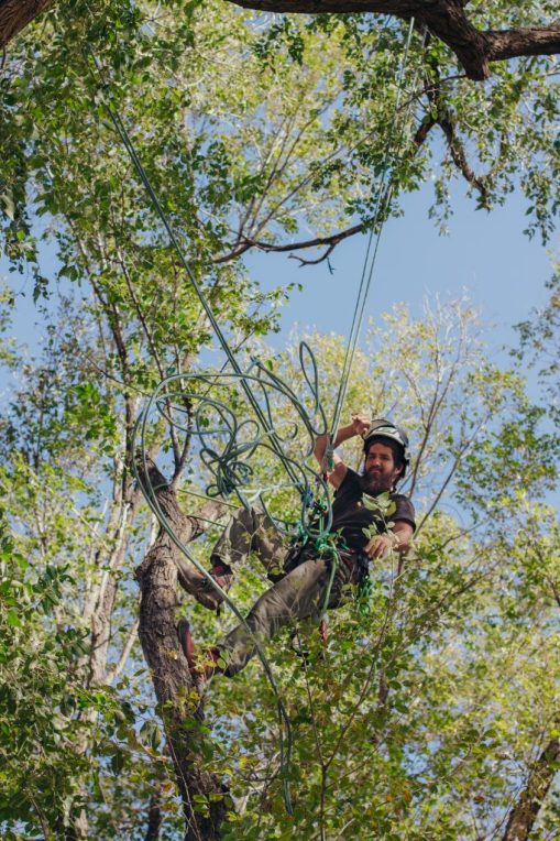 arborist getting down after trimming trees