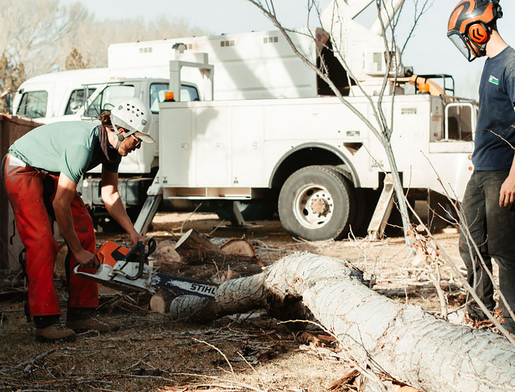 two arborists tree removal albuquerque