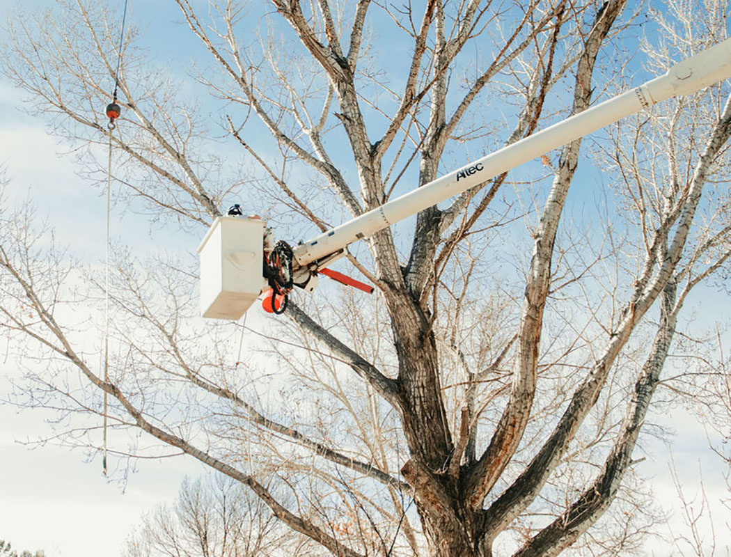 arborist performing emergency tree service in NM