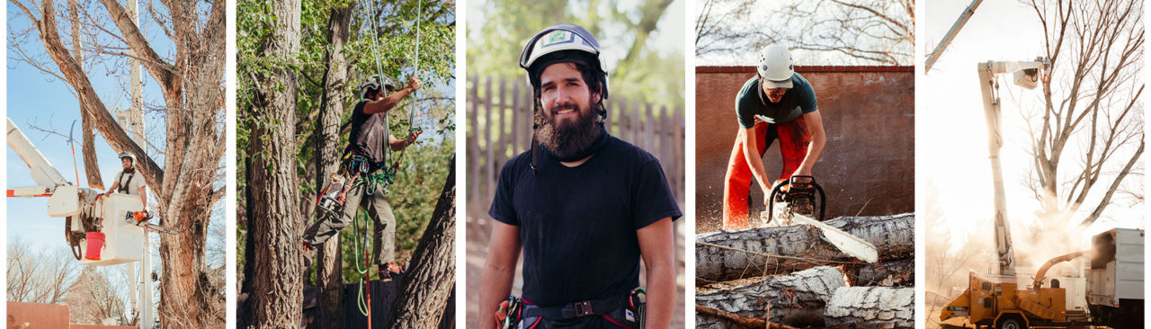 four pictures of arborist in albuquerque from legacy tree company