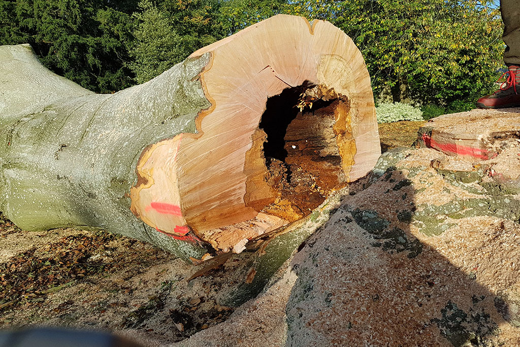 fallen cut log tree risk assessment in new mexico