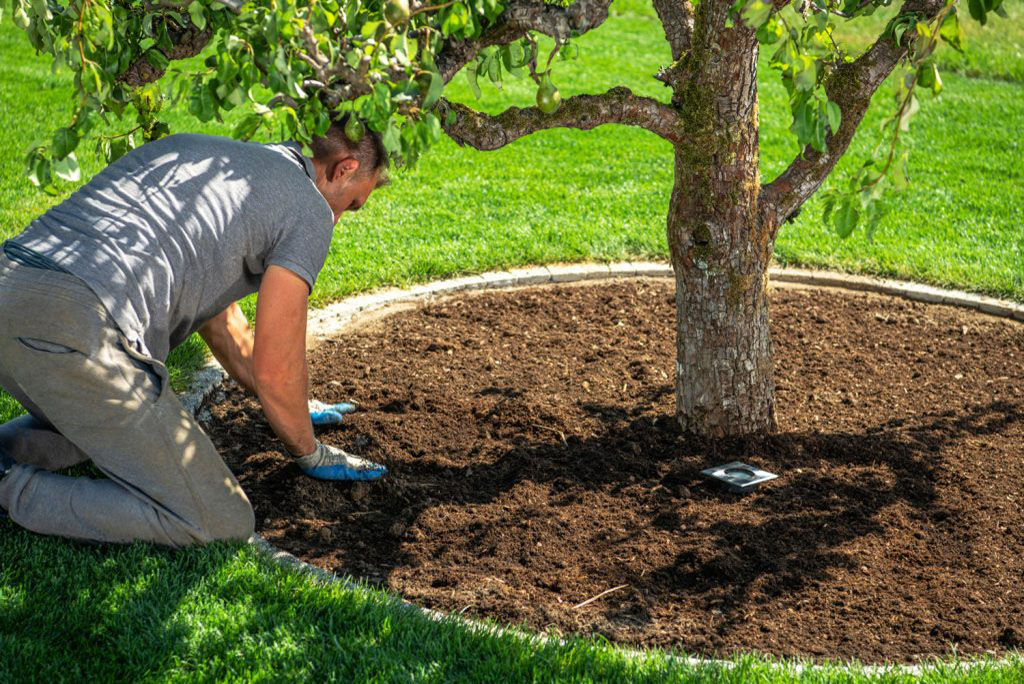 man planting for a tree service in albuquerque
