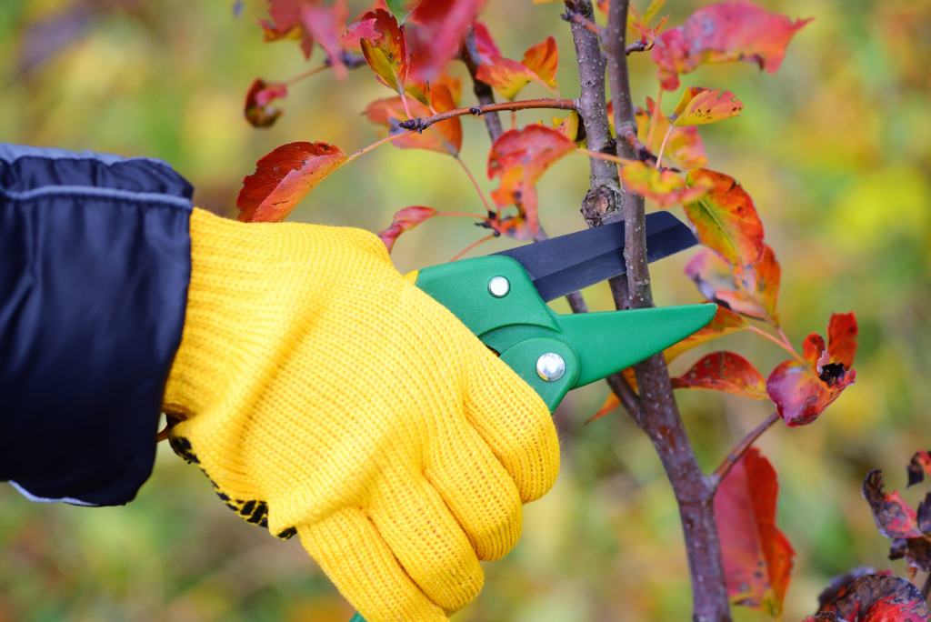 trimming branches from tree service albuquerque