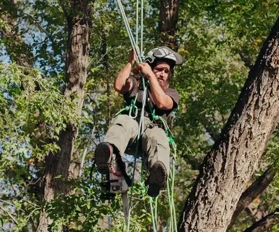 Albuquerque tree service man in harnest