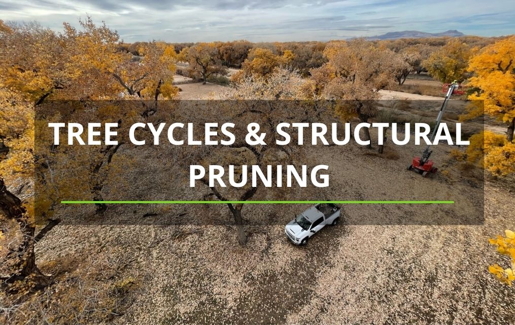 TREE CYCLES & STRUCTURAL PRUNING ALBEQUERQUE