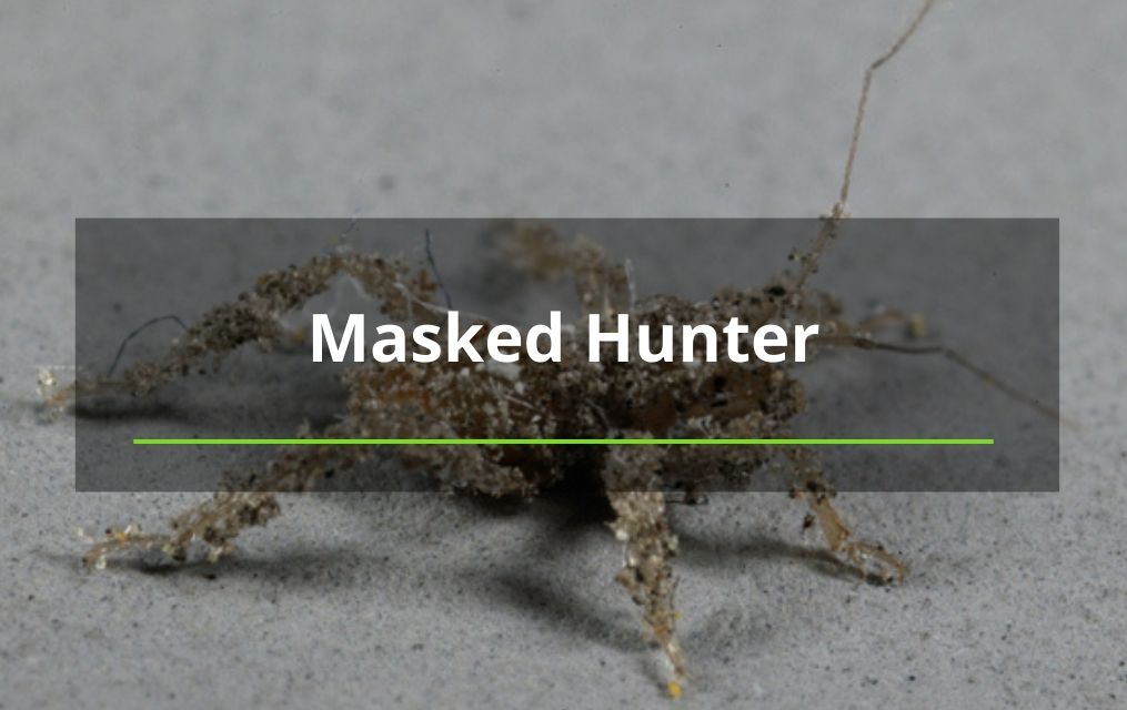 masked hunter tree service