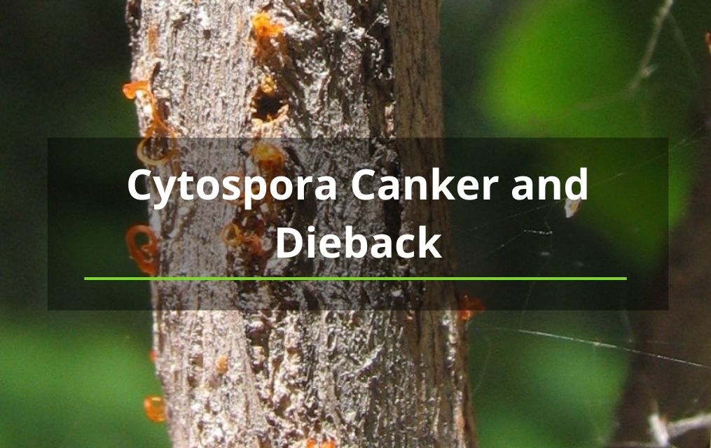cystospora tree services in albequerque