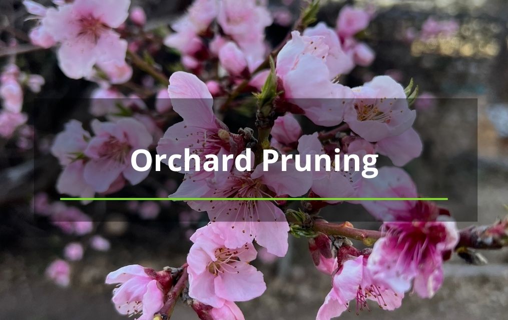 orchard pruning service Albuquerque nm