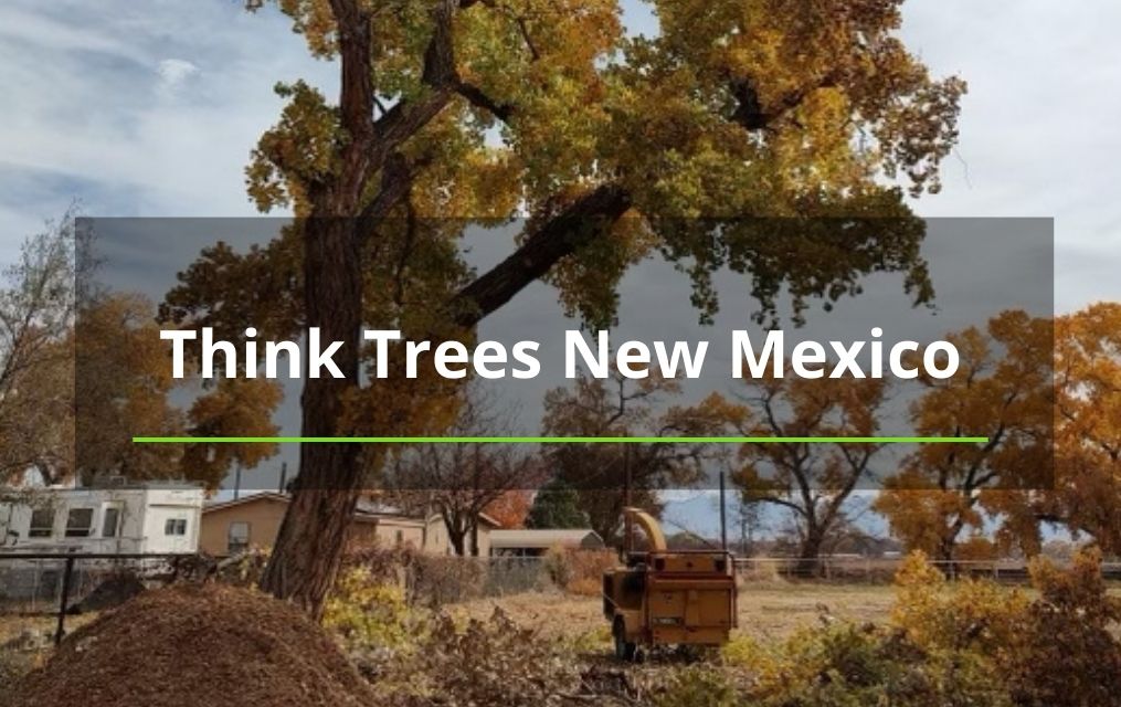 think trees new mexico