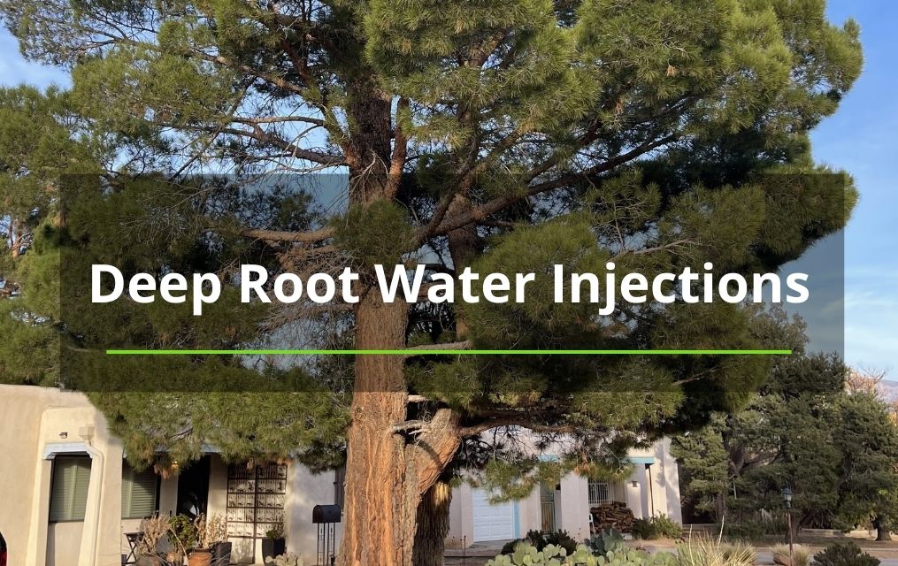 Deep Root Water Injections