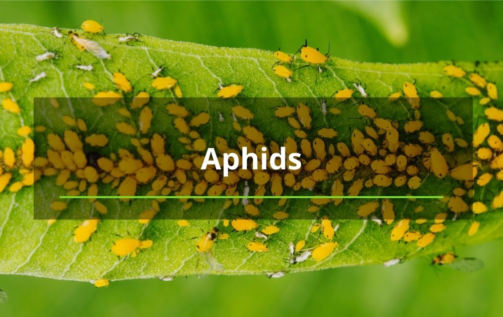 aphids and tree health in NM