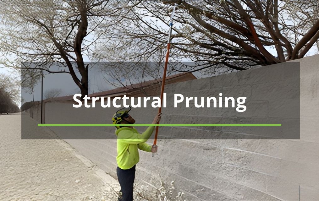 structural pruning tree service in NM