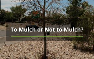 mulching trees albuquerque nm