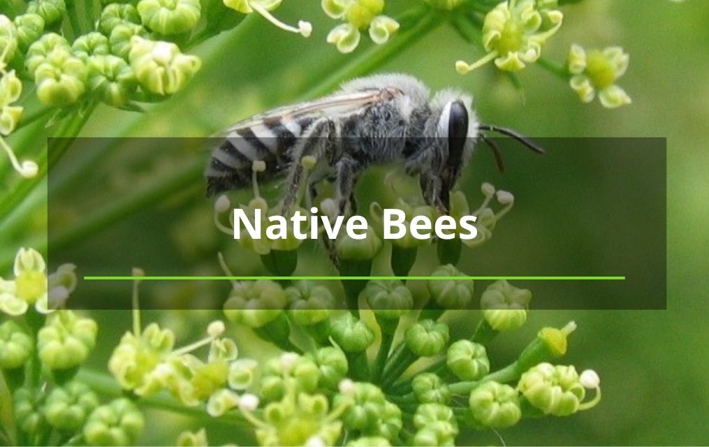 native tree bees in abq new mexico