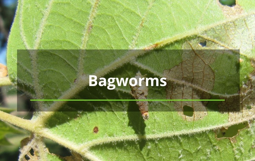 bagworms trees service nm