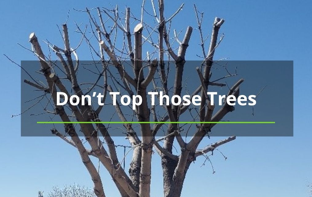 dont top those trees nm