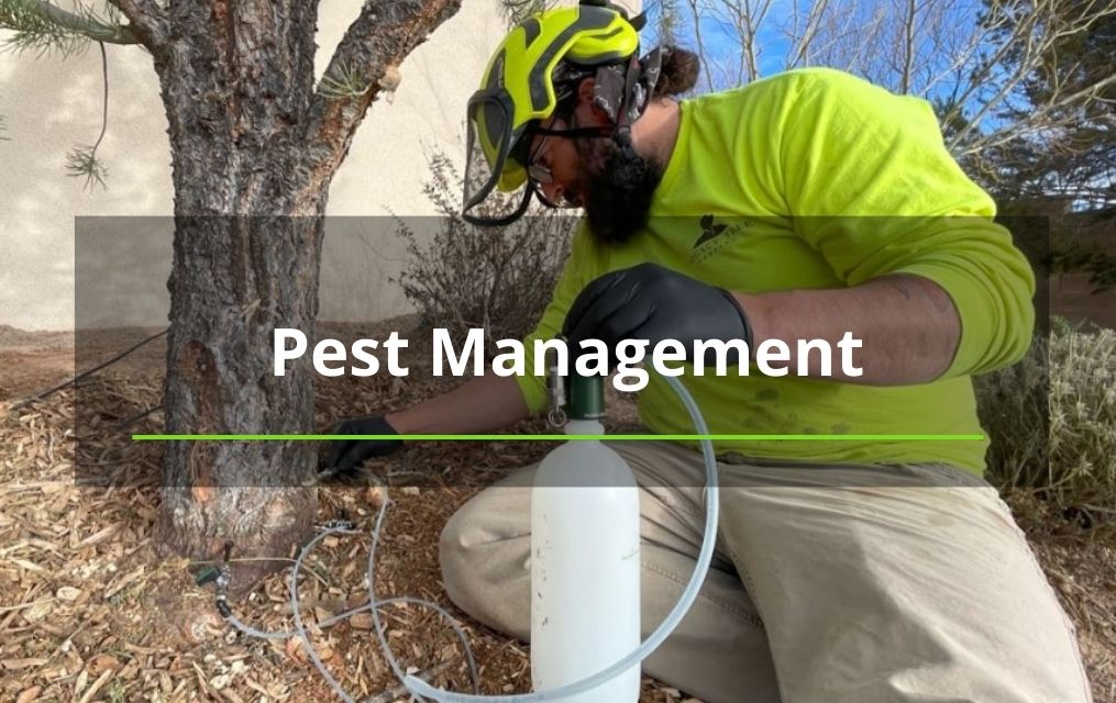 tree pest management in NM