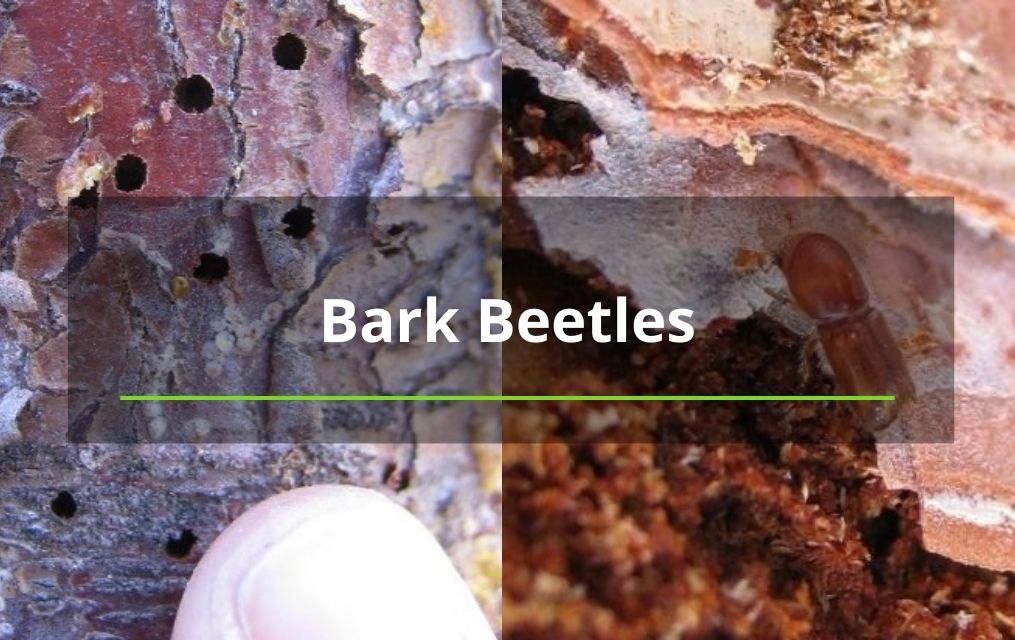 bark beetles in NM