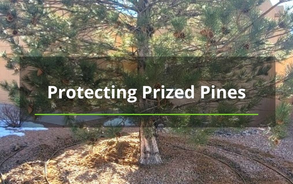 protecting pines in new mexico
