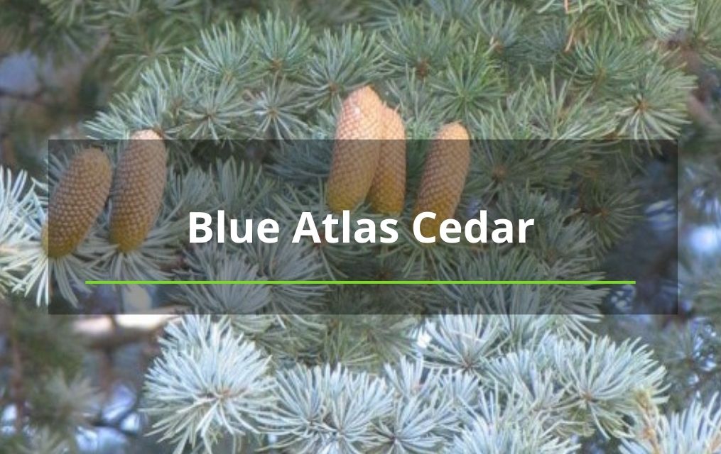 Blue Atlas Cedar tree service