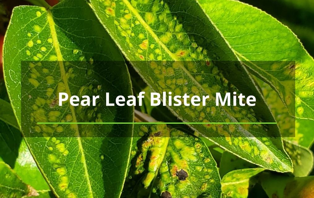 Pear Leaf Blister Mite tree new mexico