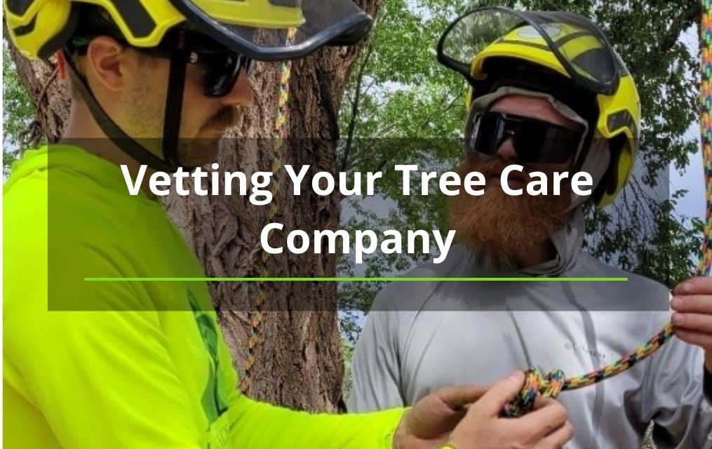 Vetting Your Tree Care Company two arborists