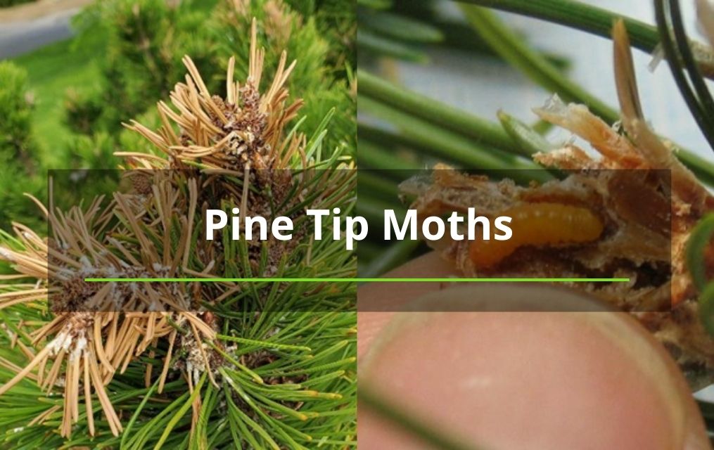 pine tip moths tree service