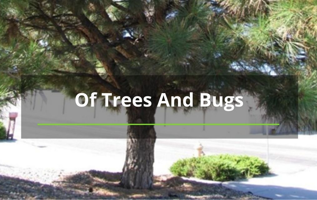 of trees and bugs tree service new mexico