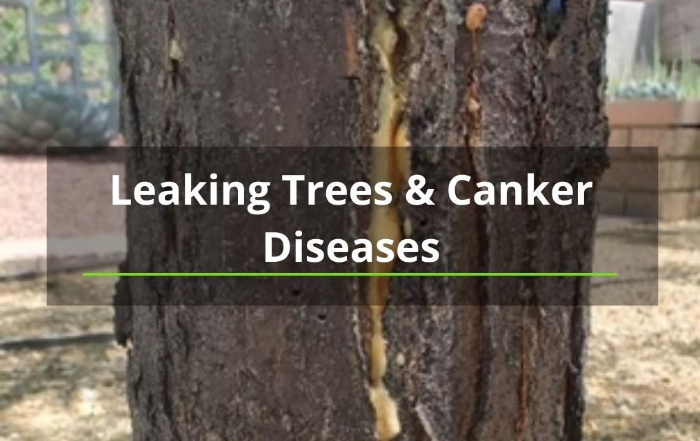 Leaking Trees And Canker Diseases | Legacy Tree Company