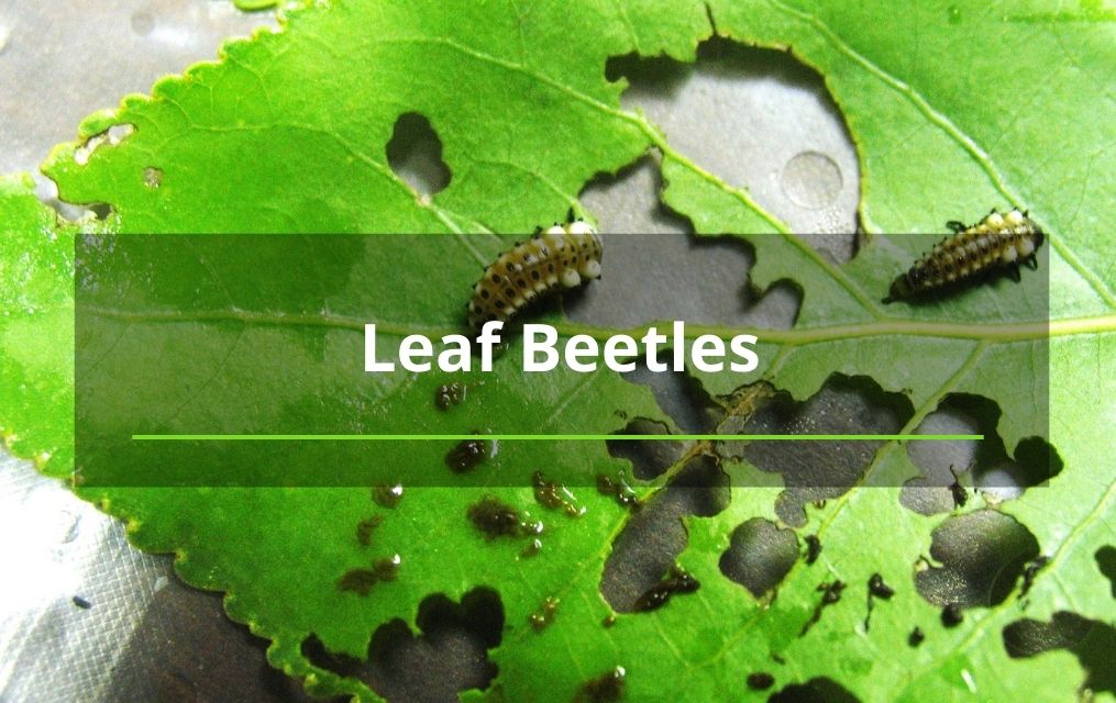 leaf beetles albuquerque tree removal