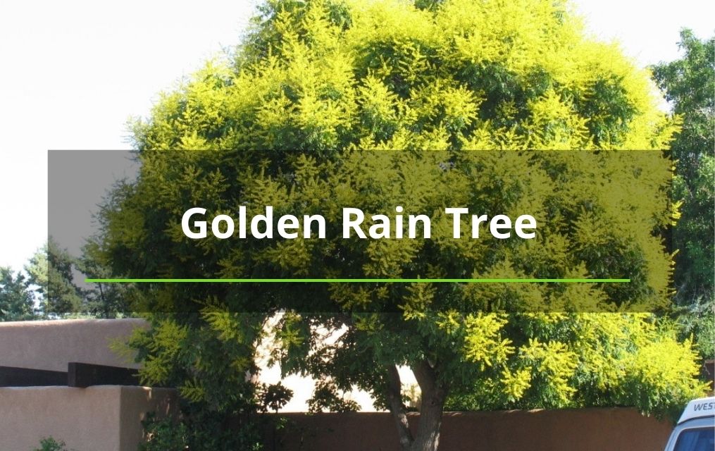 Golden Rain Tree tree removal service albuquerque