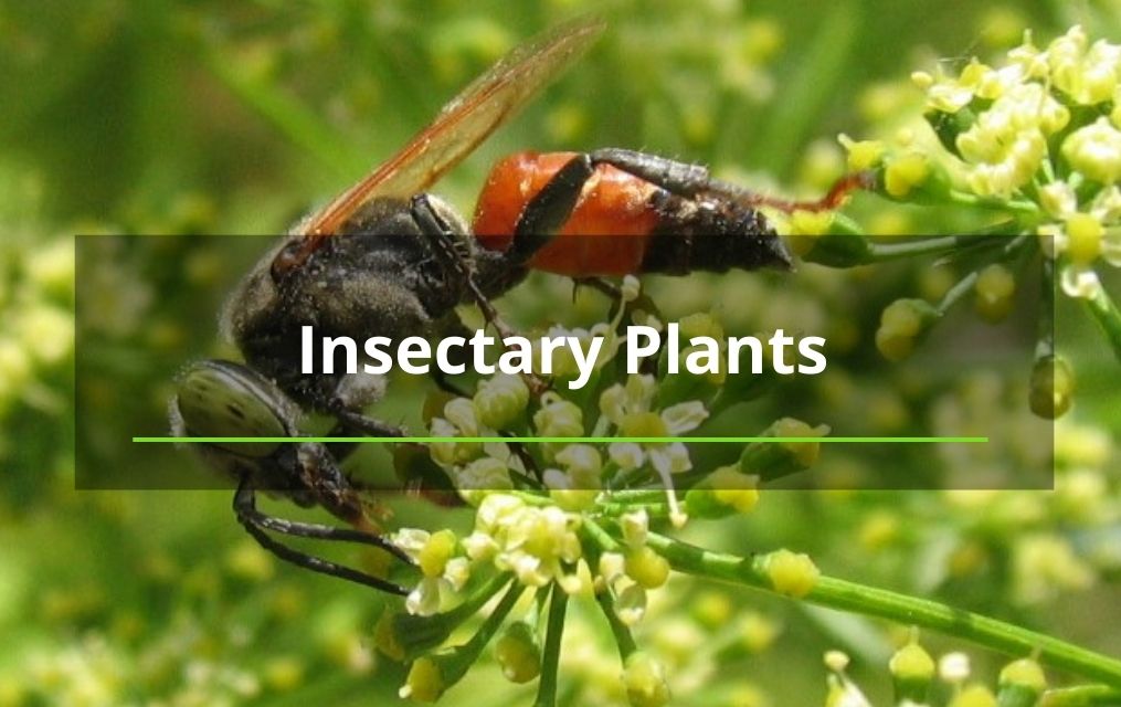 Insectary Plants near tree removal services