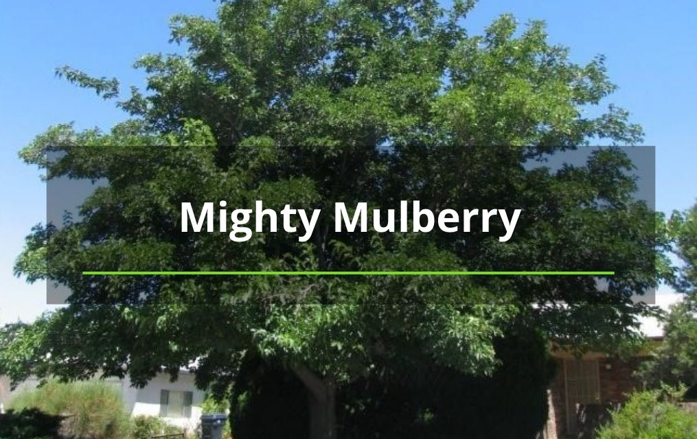 Mighty Mulberry Tree