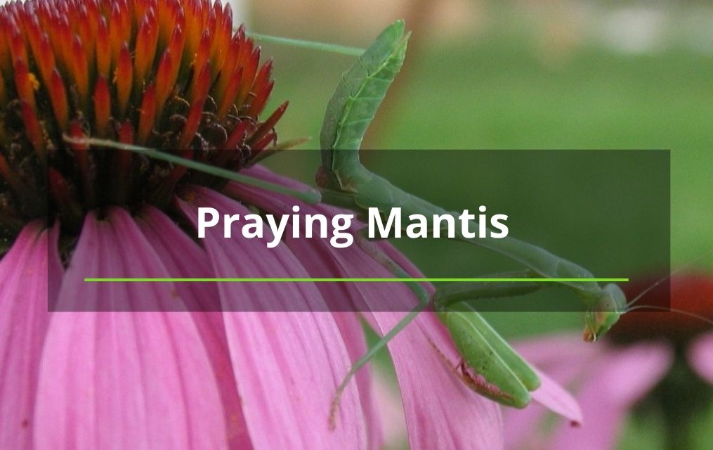 praying mantis tree removal