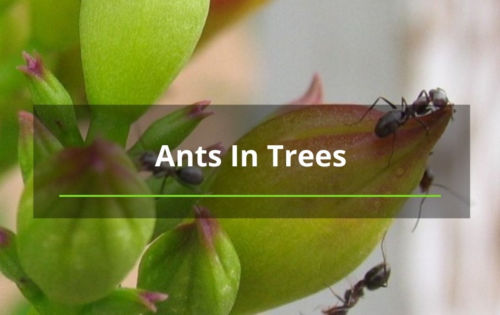 ants in trees in tree service company