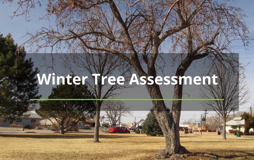 tree in winter for Winter Tree Assessment