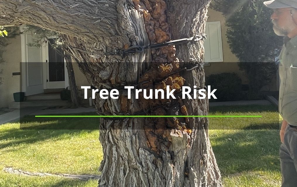 Tree Trunk that is bound while arborists looks on