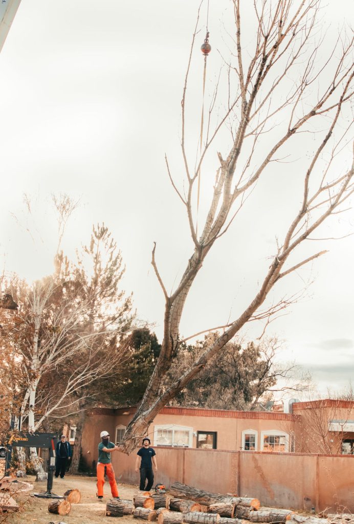 arborists removing a tree in Albuquerque