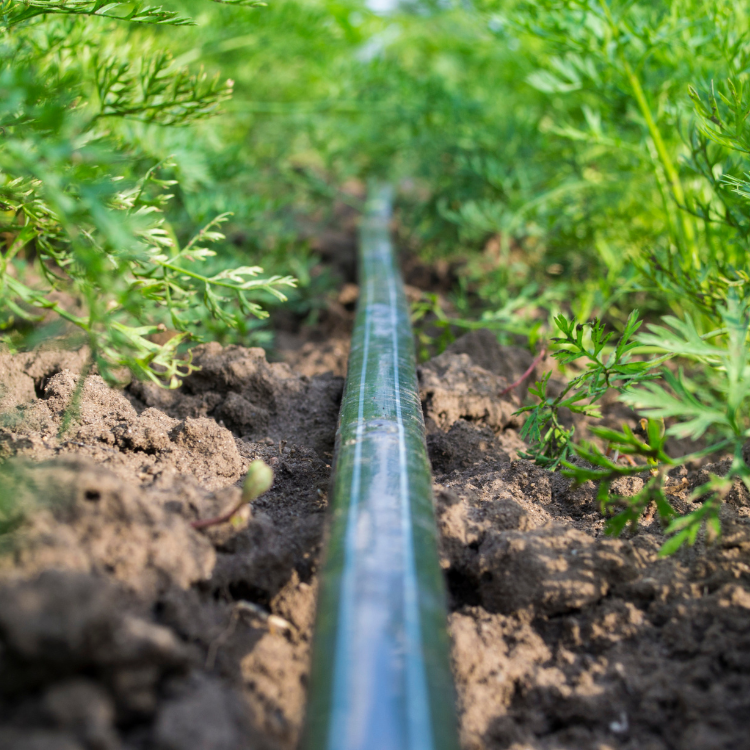 irrigation line for trees