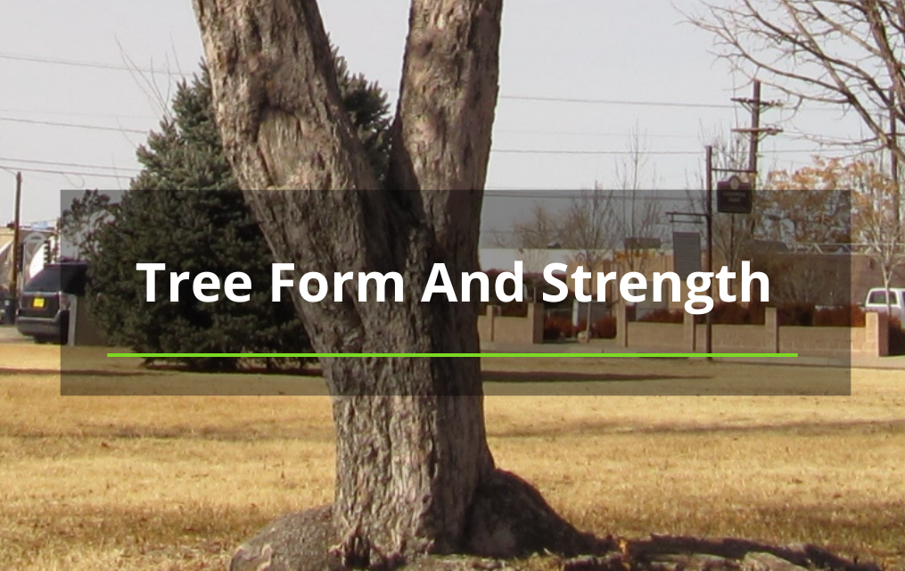 TREE FORM AND STRENGTH