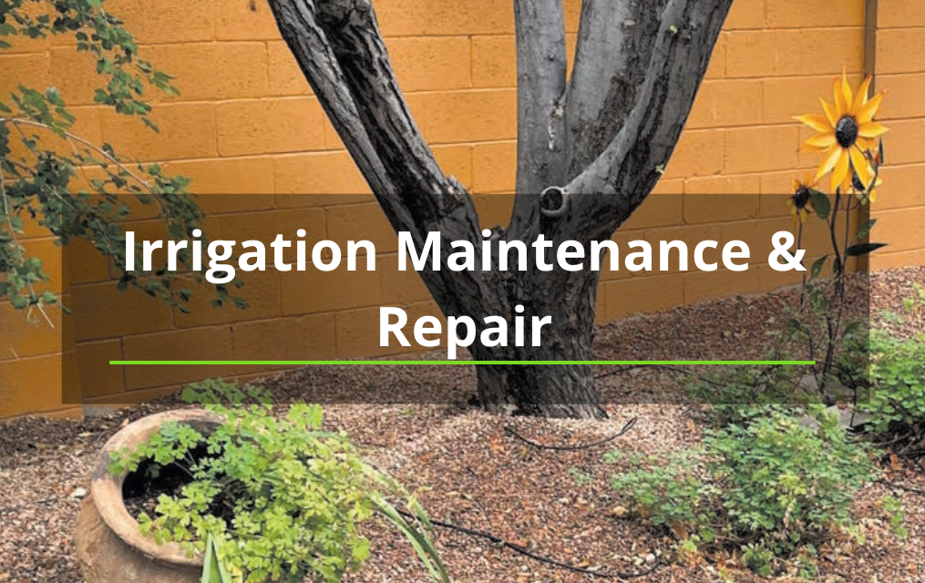 Irrigation Maintenance and Repair on tree in new mexico