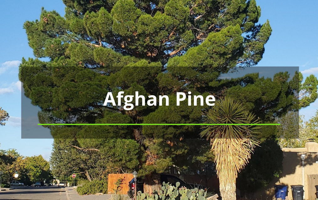 Afghan Pine in ABQ new mexico tree service