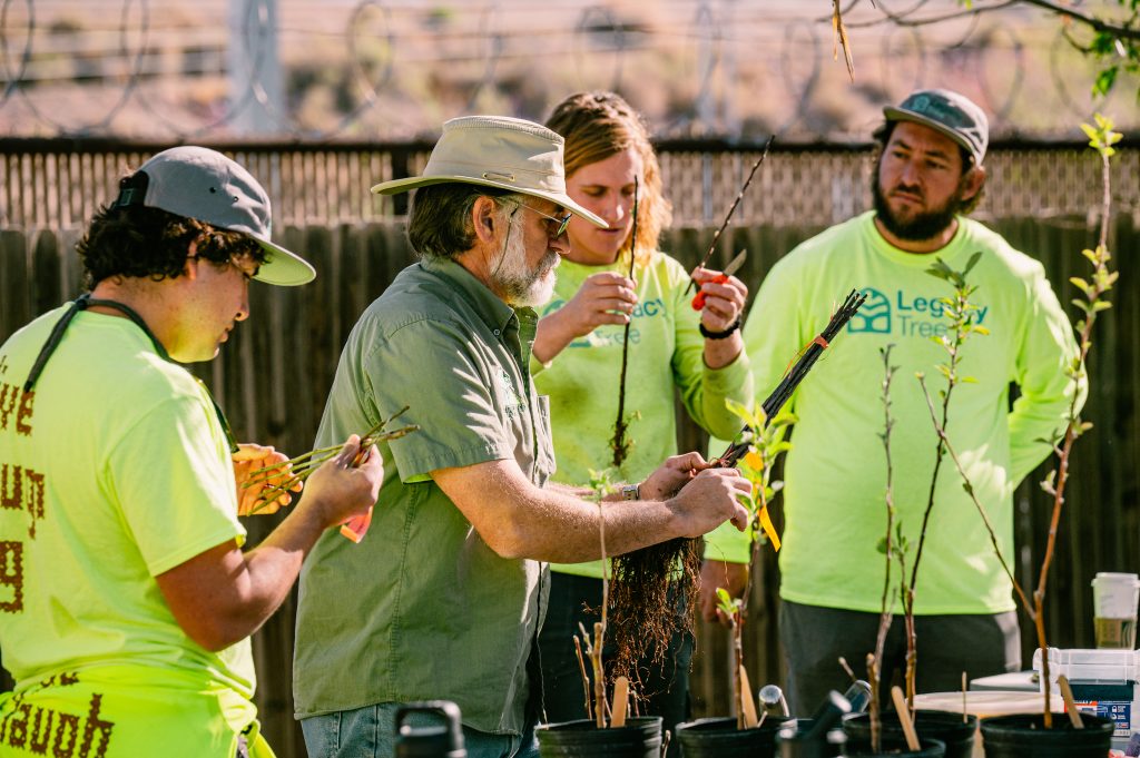 four arborists doing a Tree Disease Diagnosis