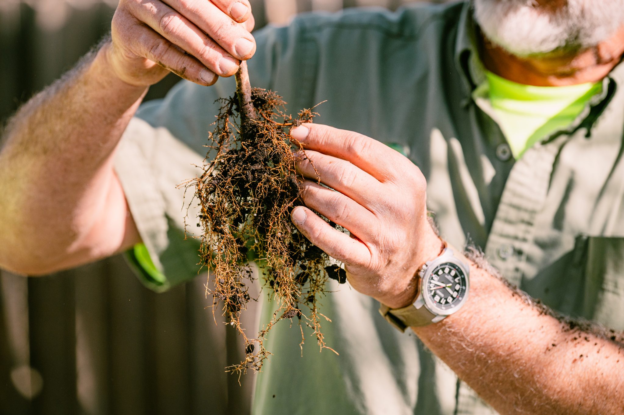 Tree Disease Diagnosis Backed By Science | Legacy Tree