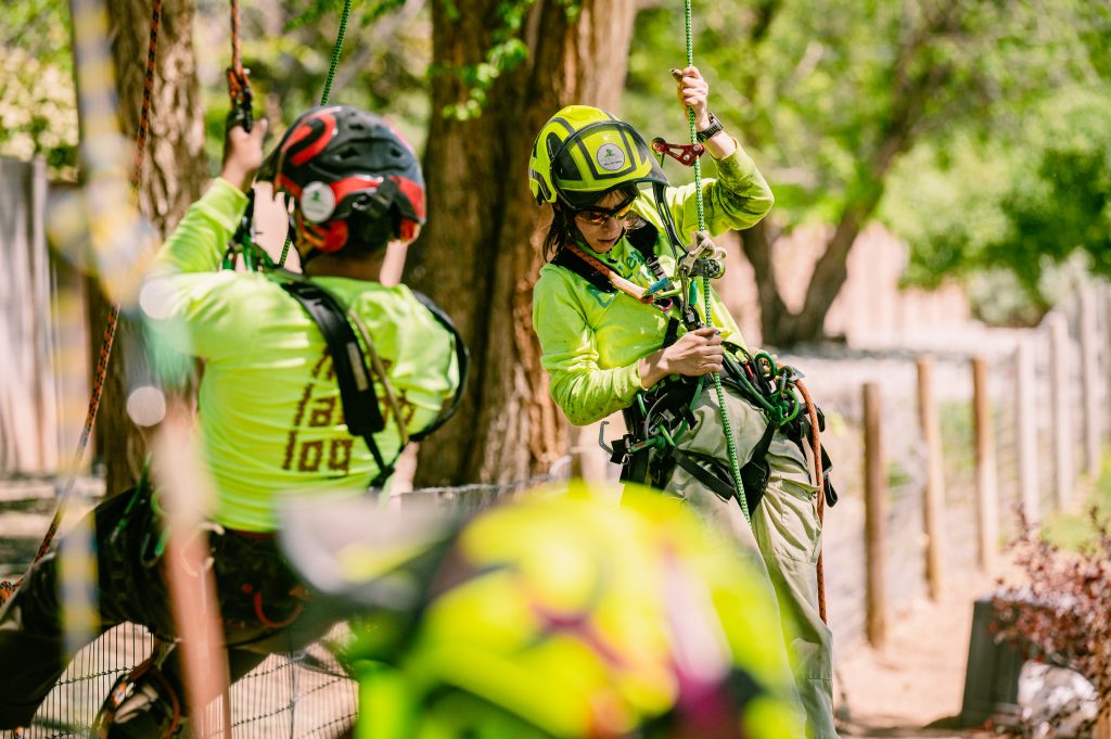 two arborist planting trees in Albuquerque