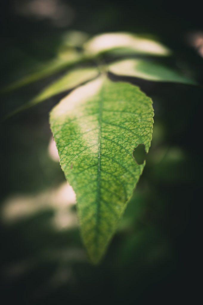 green tree leaf